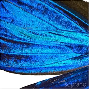 Morpho Aega  標本 本物 Morpho aega – the Otherist