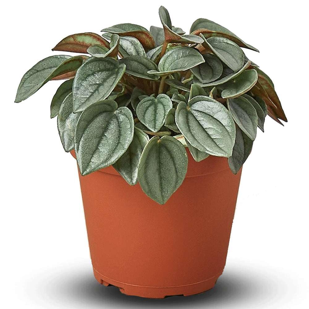 Thirsty Leaves Peperomia Napoli Nights Live Plant