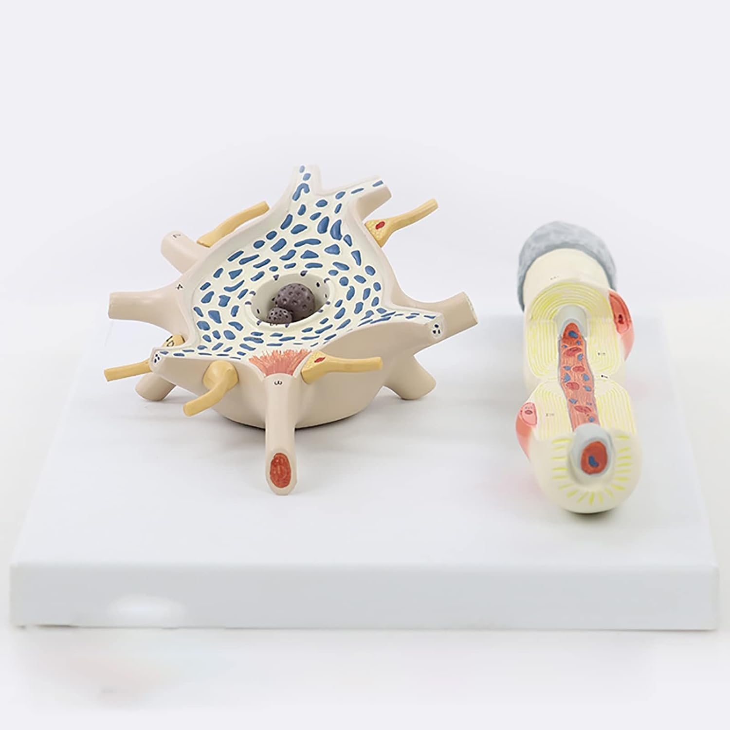 Model dioramy neuronu, 2-częściowy model anatomiczny nerwów mózgu medycznego, powiększony model struktury włókien nerwowych komórki neuronu, narzędzie demonstracyjne do celów dydaktycznych.