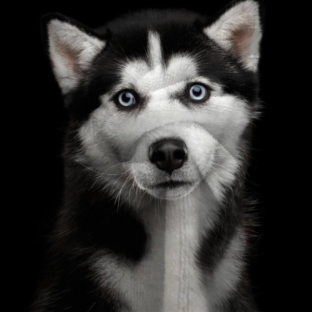 Douce Flanelle Couverture Polaire 3D Chien Husky Microfibre Fluffy Couverture de literie 2 Personne Chien Animal Compagnie Enfant Adultes Fille Garcon Sherpa Couverture de canapé 150x200cm