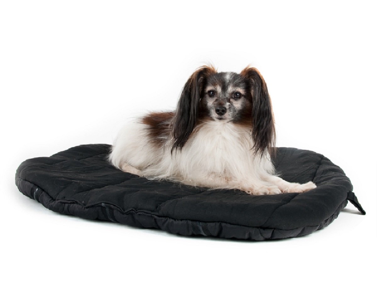 Back on Track Therapeutic Travel Dog Bed - Black - Small (55X60cm - 21in X 23in)