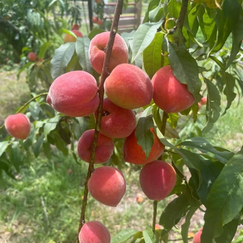 Live Red Peach Tree in 3 Gallon Pot, Peach Seedling Plant, Winter Hardy Sweet Fruit Tree for Outdoor Growing, No Ship to CA