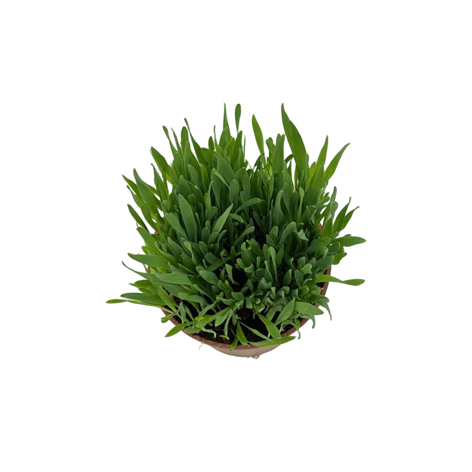 VANDAS Erba per Gatti – Pianta in Vaso 14 cm | Pronta al Consumo | Naturale e Sicura Senza Pesticidi | Uso Interno ed Esterno (3)