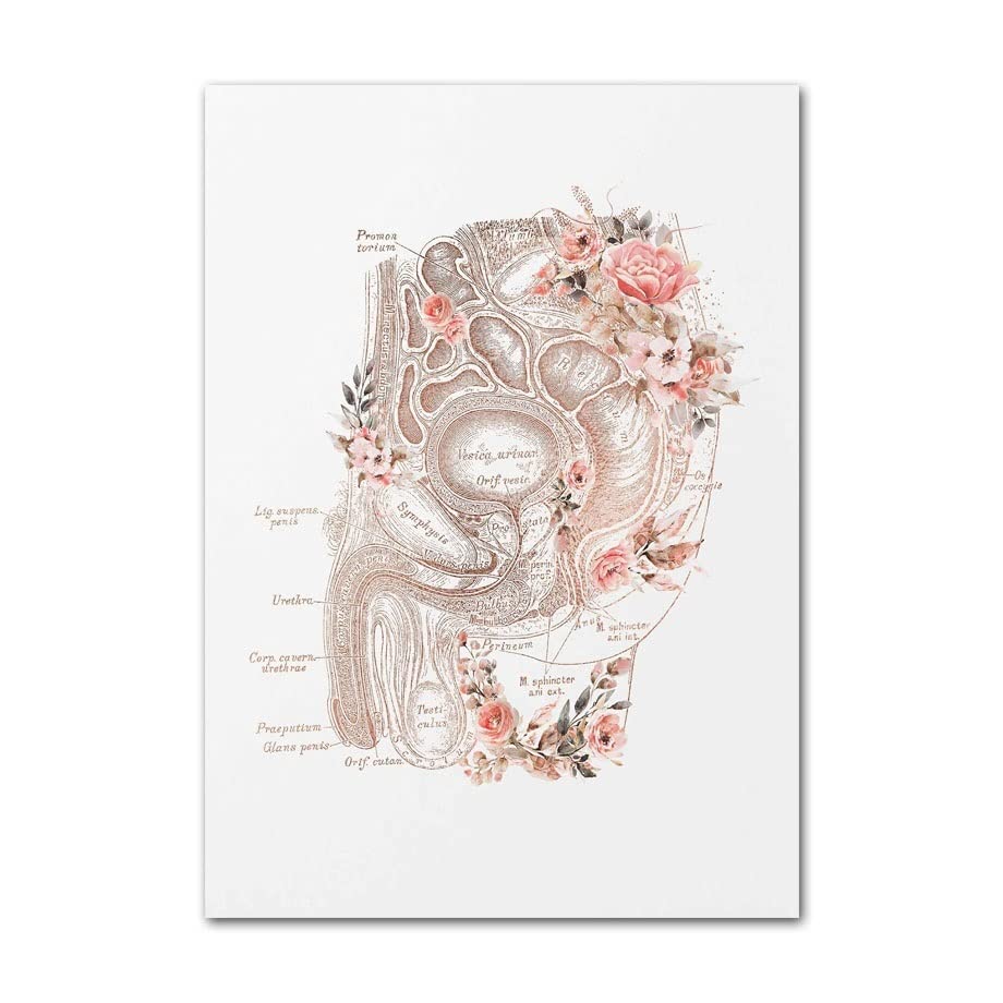 絵画　生殖 Amazon.co.jp: 女性の生殖器系妊娠中の子宮アートベビーフラワー