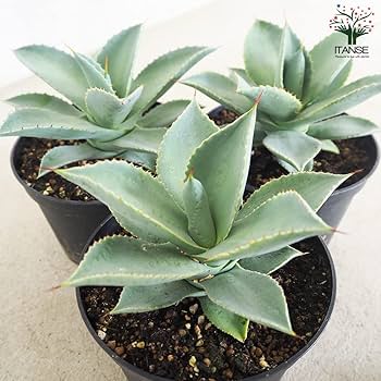 61puvZjWNhL._AC_UF350,