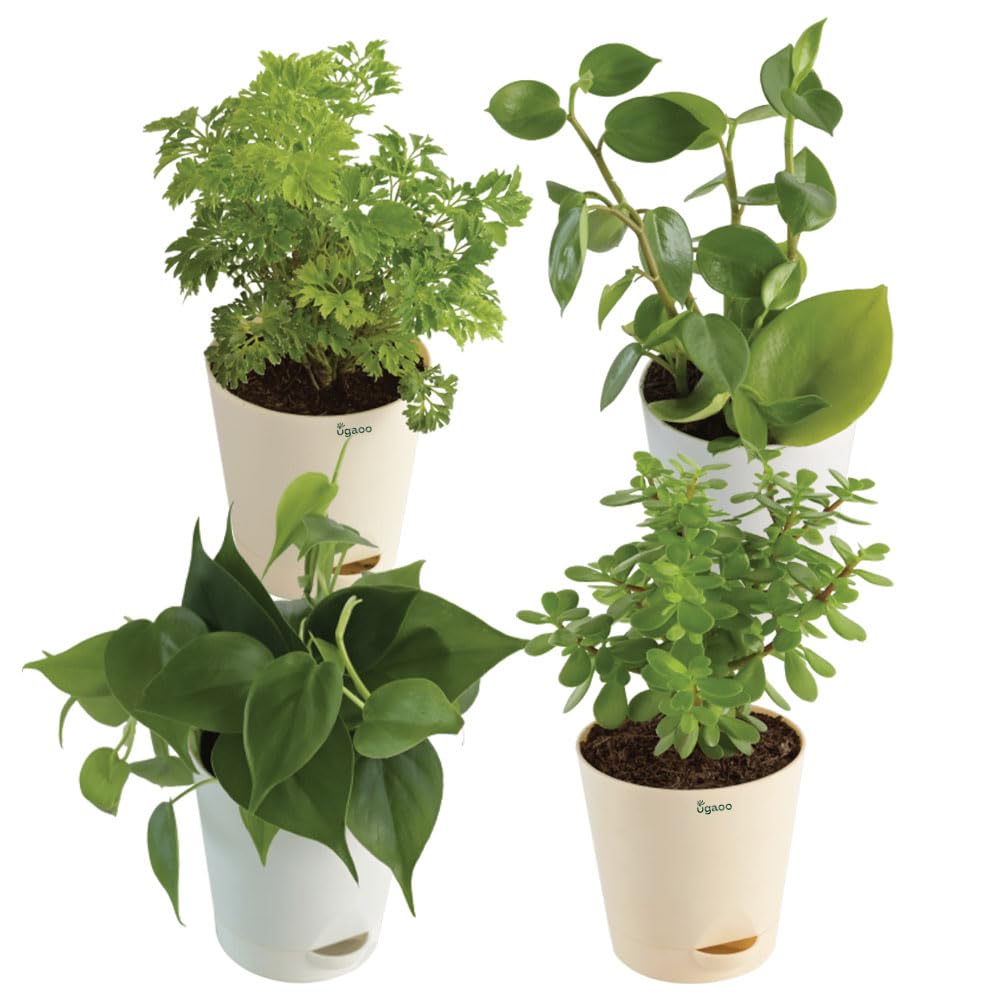 See full amazon price history chart for UGAOO Combo of 4 Indoor Live Plants for Home Decor with Pot - Jade Mini, Philodendron Oxycardium Green, Peperomia Green Creeper and Aralia Golden UGAOO Combo of 4 Indoor Live Plants for Home Decor with Pot - Jade Mini, Philodendron Oxycardium Green, Peperomia Green Creeper and Aralia Golden (B0B74PTNQ6) Amazon Price History, Amazon Price Tracker