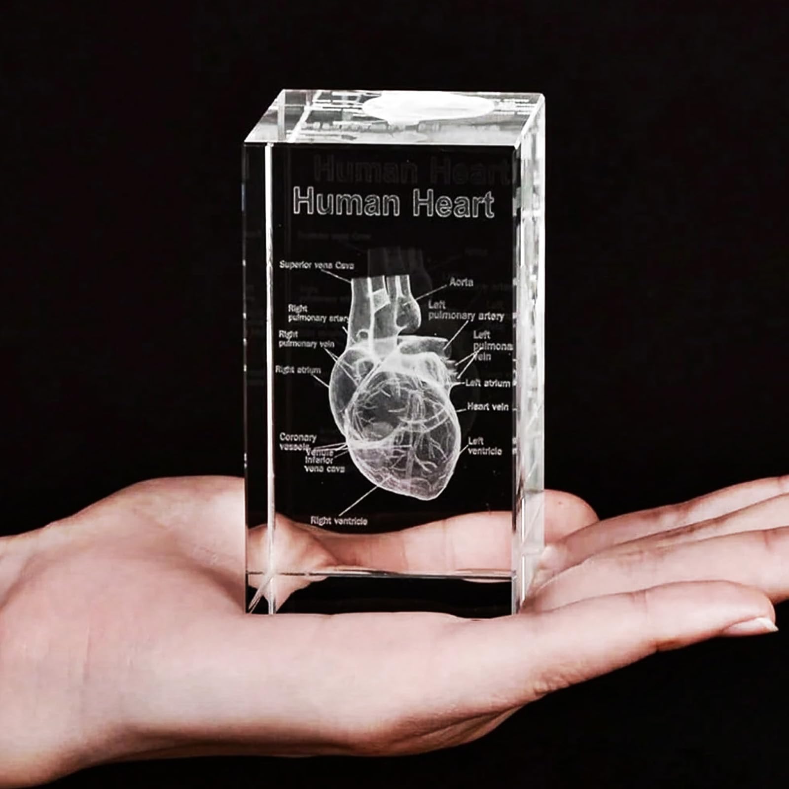 Ensemble de modèles anatomiques en cristal 3D, Représentation 3D de cœur gravée avec précisionpour médecine et design