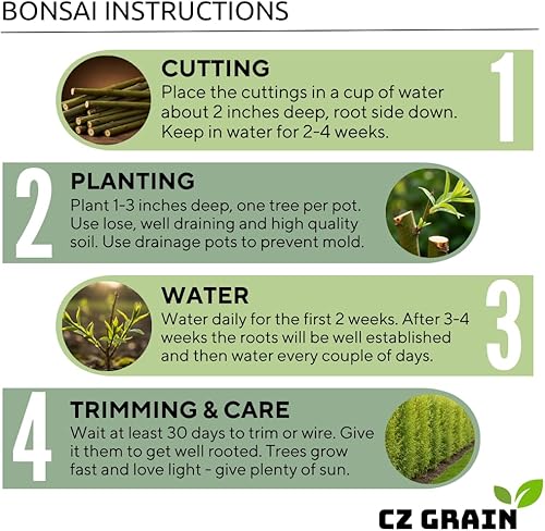 Miniatura 6 de Semillas de árbol de bonsái, arce rojo japonés, más de 20 semillas, muy apreciadas para bonsái, semillas de arce japonés (ACER palmatum) 20+semillas