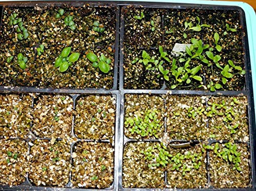 Image of SENECIO� Vermiculite 5Kg Gardening Hydroponics Horticultural Grade Hydroculite