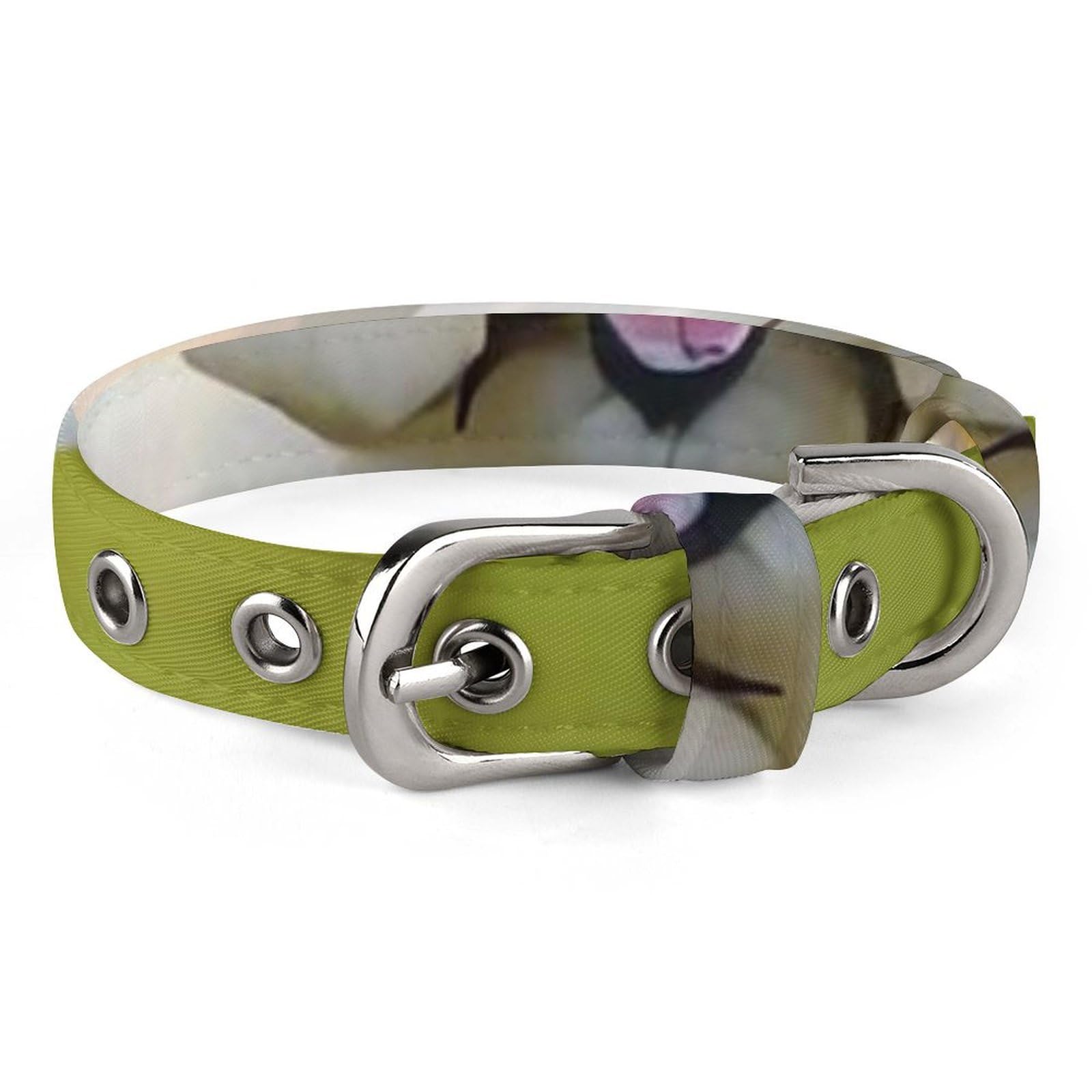 Collier réglable pour chien et chat de petite taille sur l'herbe