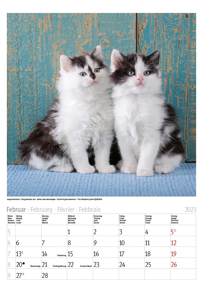 Katzen 2023