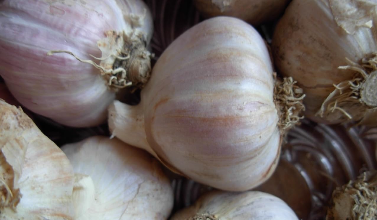 Aglio Rosso di Proceno - 1 conf. da 0,5 kg in teste sfuse di calibro piccolo - Nostra Produzione