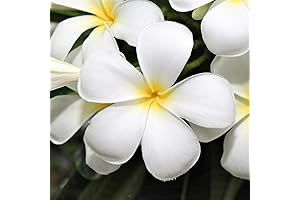 Hawaiian Plumeria Frangipani Plant Cuttings in Vibrant Hues