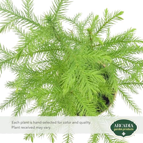 Image of Arcadia Garden Products LV111B Live Norfolk Island Pine Evergreen Tree Indoor Houseplant in Plastic Pot, Tropical Plant Collector Gift for Home and Garden Decor, 4-inch, Beige