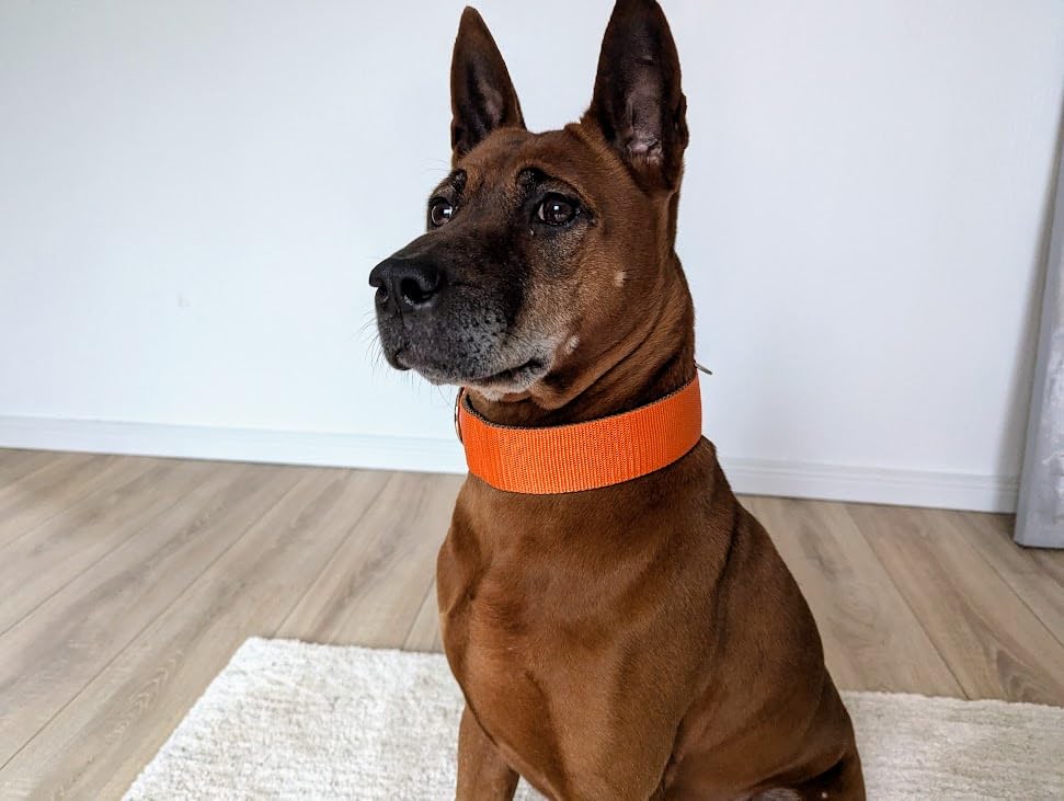 Breites 4cm Zugstopp-Halsband mit weicher Polsterung, verstellbar, robust & komfortabel in leuchtendem Orange, leicht & elegant (bis 38cm Hals- 44cm Kopfumfang)