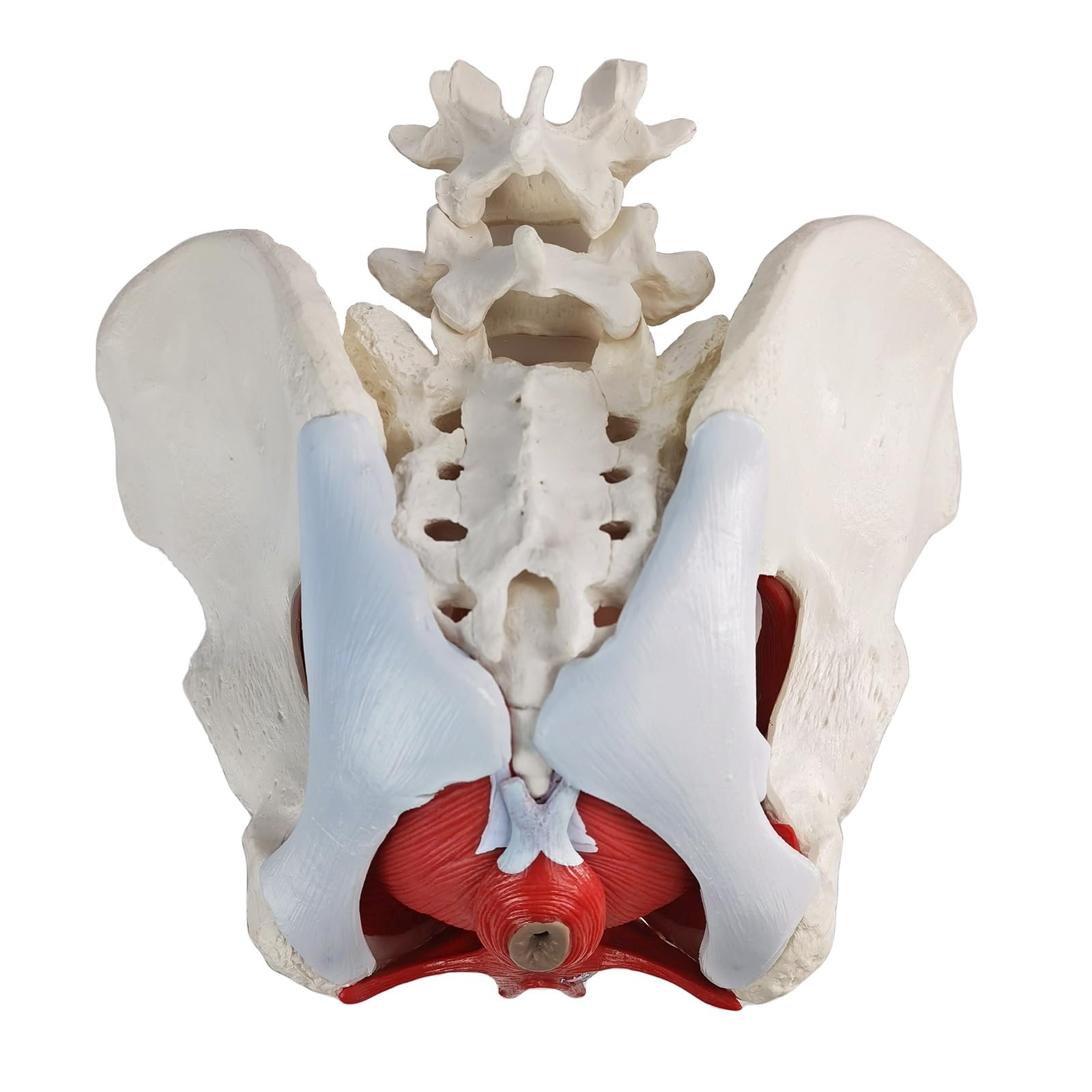 Weibliches Becken Perineum Modell mit abnehmbaren Organen, magnetische Montage, handbemalt, weibliches Beckenboden Muskel Anatomisches Modell Uterus Vagina Ovary, Blase, Rektum 6-Teile zum Lernen