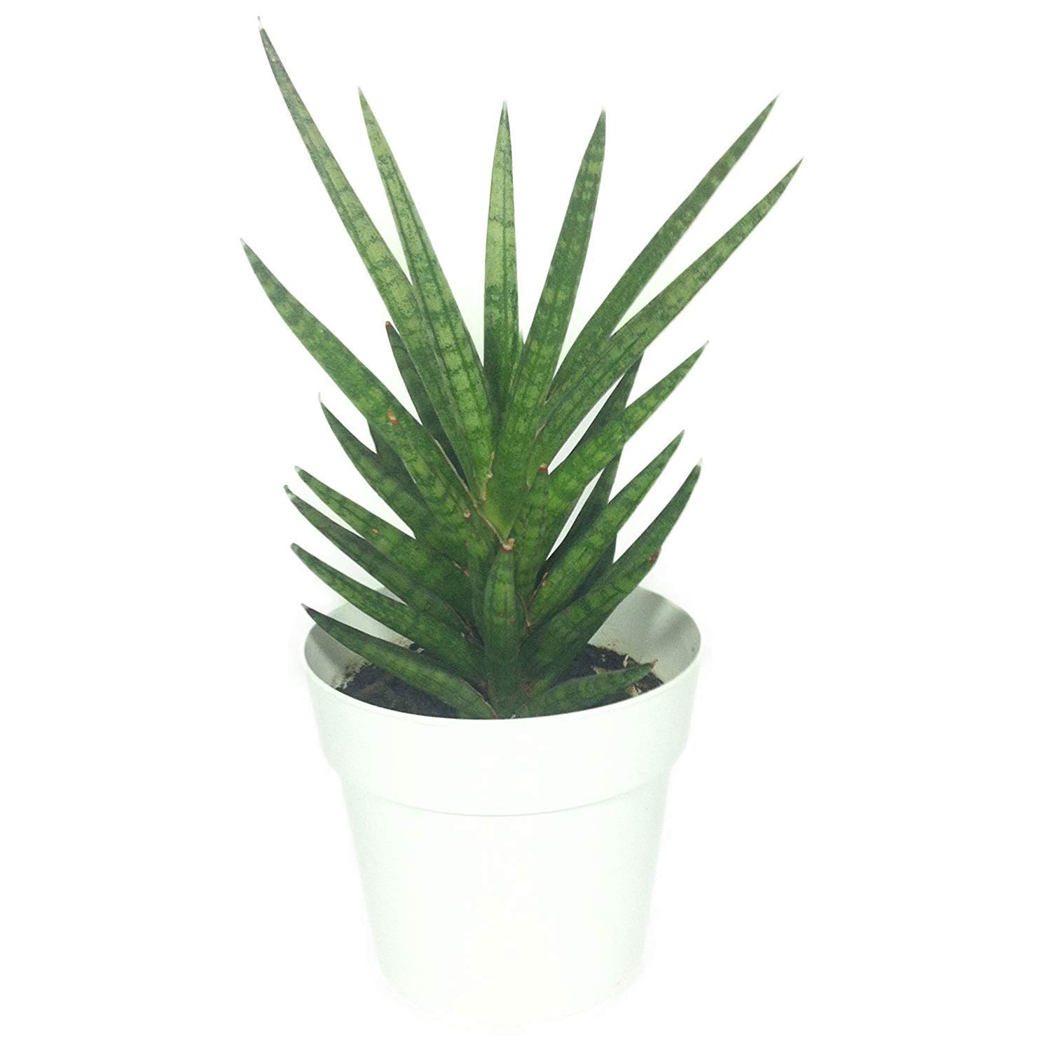 50 Plant Pots - 3 Inch Diameter - Perfect for Succulents - 100% Recycled Plastic - Made in USA - Strong, Reusable