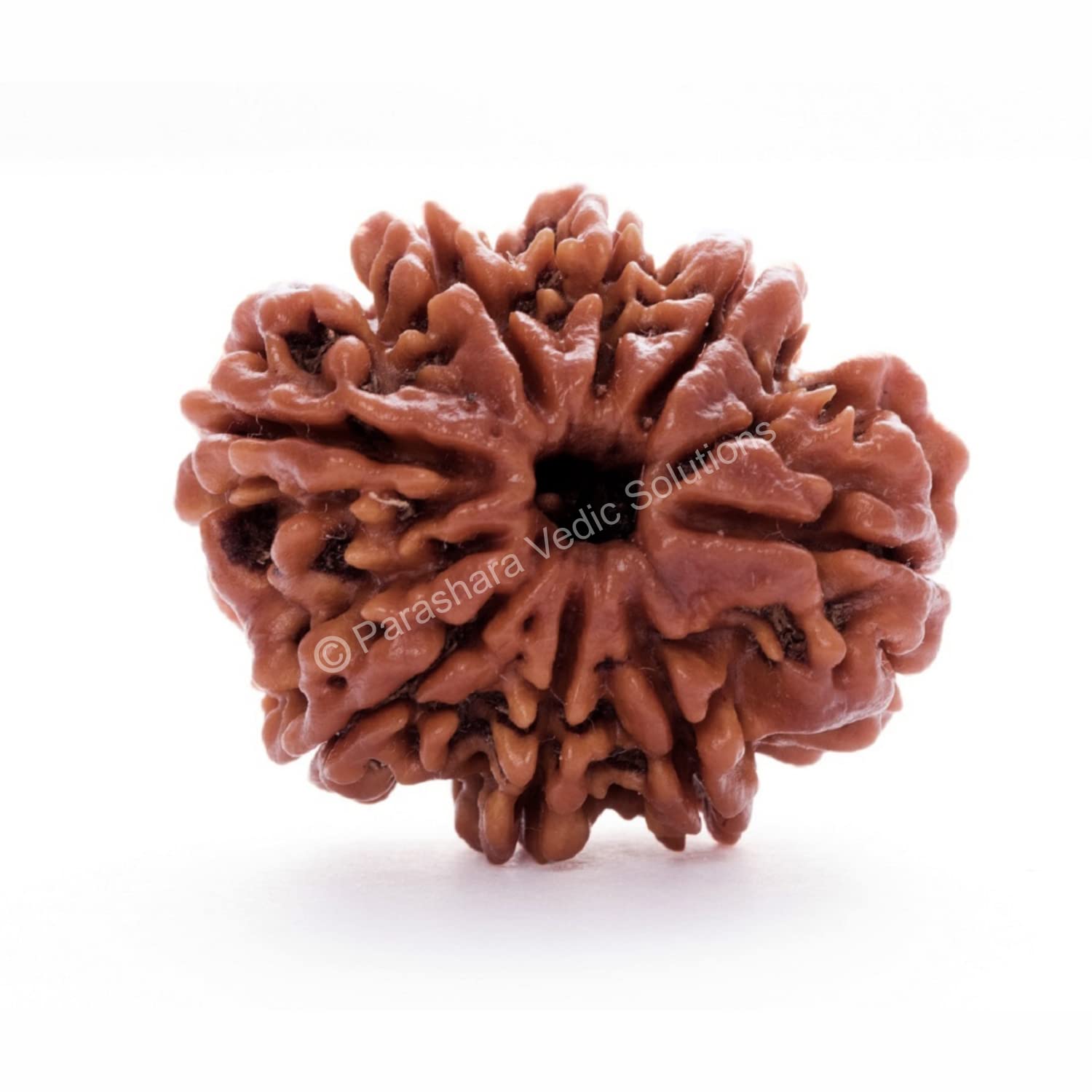 ARKAM Eight Mukhi Rudraksha Certified/Original Nepali 8 Mukhi Rudraksh/Natural 8 faced Rudraksha (Brown) with Certificate and Puja Instructions