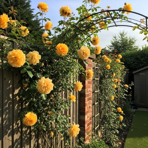 Image of Climbing Rose Hybrid Seeds Pack - Large Flowers- 70 Easy-to-Grow Seeds for Vibrant Blooms, Suitable for All Indian Climates (GOLDEN)