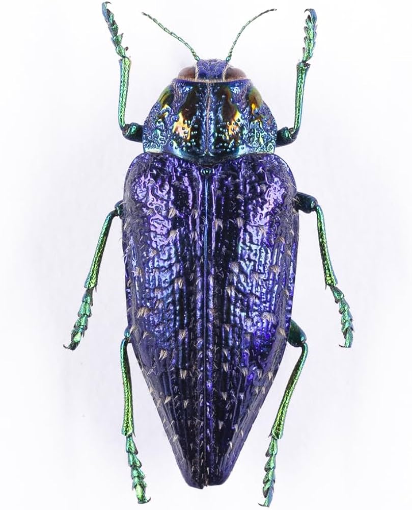 ベトナム産　美麗タマムシ　45mm Amazon.co.jp: P. sumptuosa gemma 25 ニシキカワリタマムシ