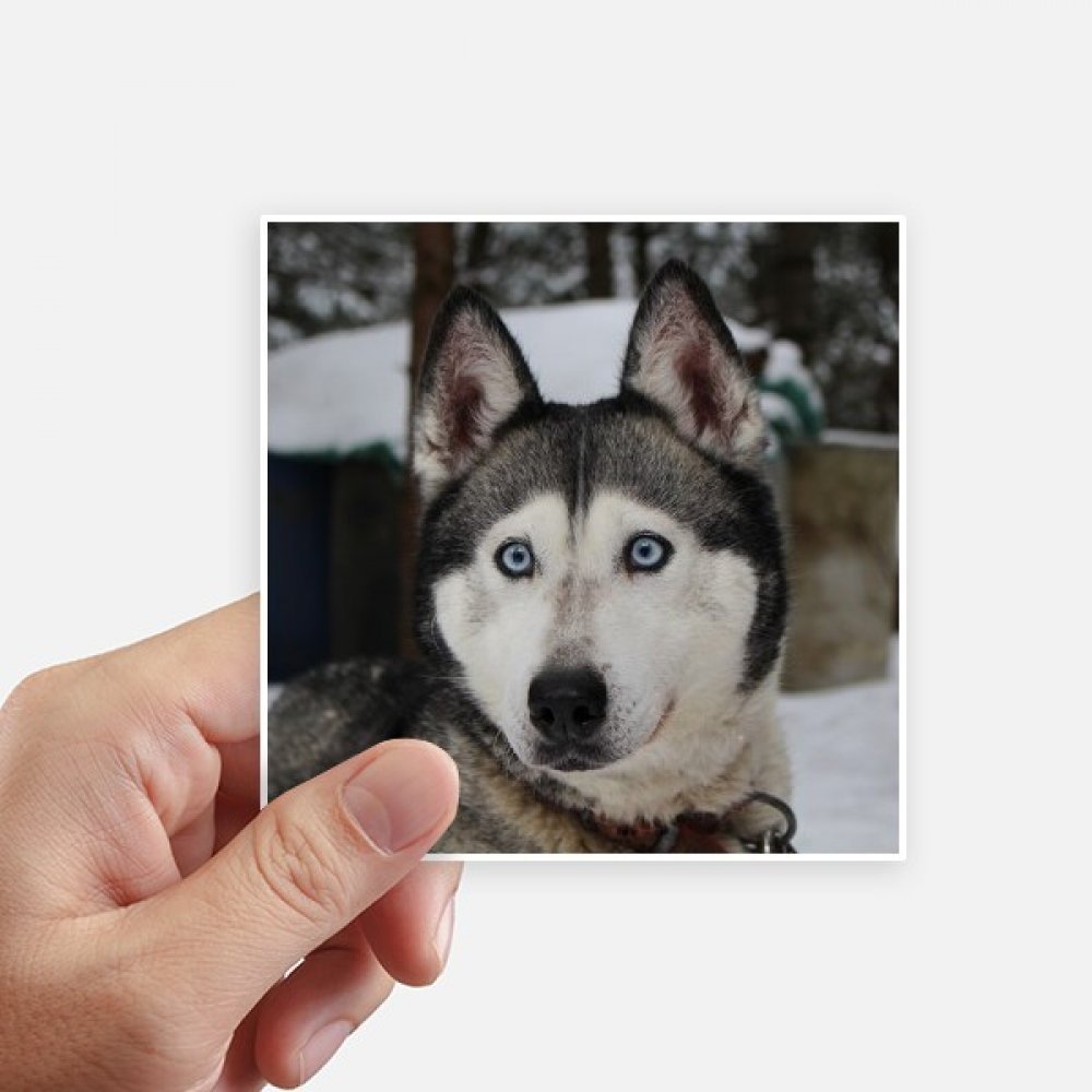 Autocollant carré Husky 10cm pour ordinateur et valise - Lot de 8 stickers photo de chien