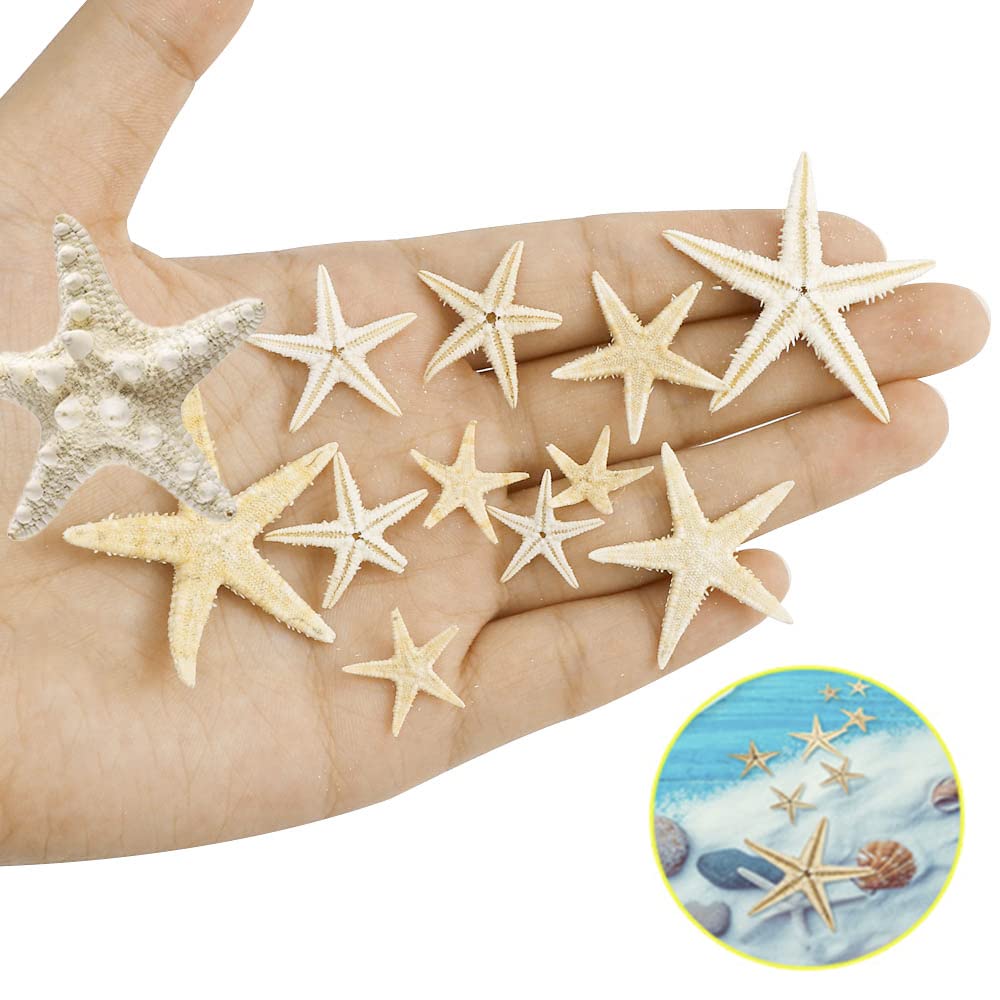 10 Stelle Marine Naturali Per Decorazioni - Mix Di Stelle Per Matrimoni, Casa E Fai Da Te - Foto 14