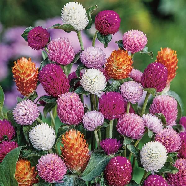 Image of Gomphrena Flower Seeds (Globe Amaranth) - Vibrant, Long-Lasting Blooms, Easy to Grow Annual Garden Seeds (Pack of 50+ Seed)