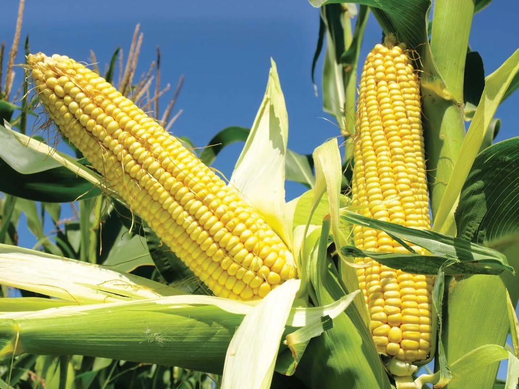 American Sweet Corn Organic Gardening Vegetable Seeds For Farms and Garden Pack of 25 (B0D1VYHRQN) Amazon Price History, Amazon Price Tracker
