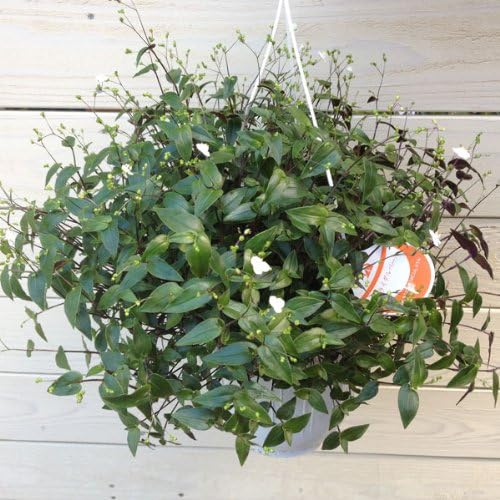 Amazon 観葉植物 鉢花 吊り鉢 ブライダルベール 観葉植物 オンライン通販