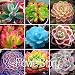 200 Rare Mix Lithops Seeds Living Stones Succulent Cactus Organic Garden Bulk Seed,#QIJ31J