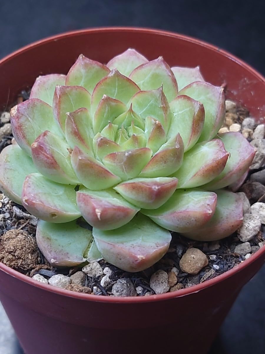 Amazon.co.jp: 多肉植物 韓国苗 ピンク桃 : おもちゃ