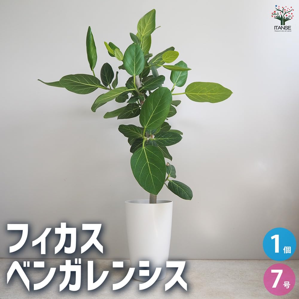 観葉植物 フィカス ベンガレンシス 200cm Amazon｜フィカス ベンガレンシス 7号 1個売り【品種で選べる観葉植物