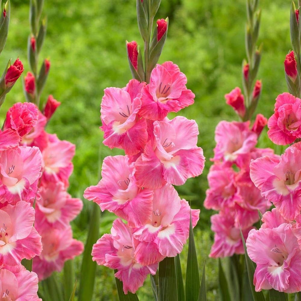 Plantogallery® Flower Bulbs | Gladiolus Pink Friendship Flower Bulbs for Home Garden (Pack of 10 Bulbs Pink Colour) (B08FZHXYLH) Amazon Price History, Amazon Price Tracker