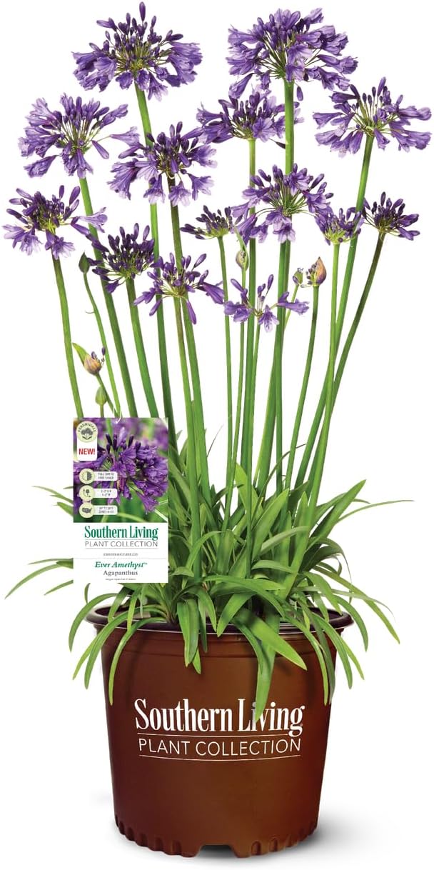 Ever Amethyst Agapanthus 'Lily of The Nile' (2.5 Quart) Flowering Perennial with Variegated Foliage and Lilac-Blue Blooms - Part Sun Live Outdoor Plant - Liriope Plants