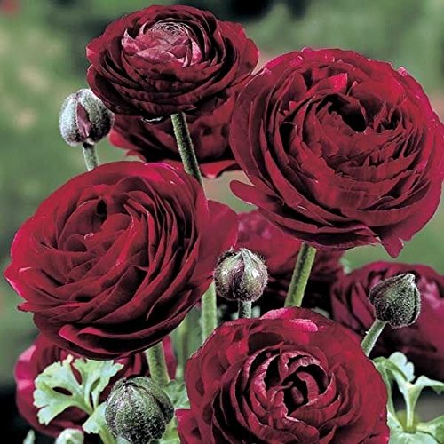Ranunculus 'Pauline Violet' Summer Flowering Bulbs WPC Prins Pack x10