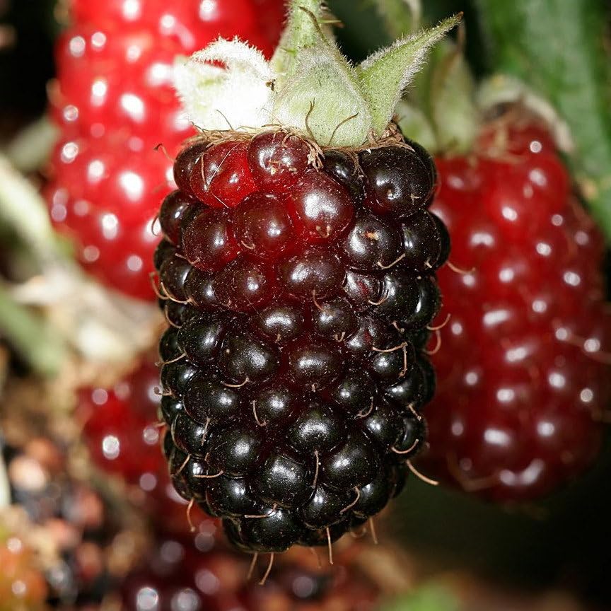 Plant World Seeds - Boysenberry Seeds (Edible Berry Seeds)