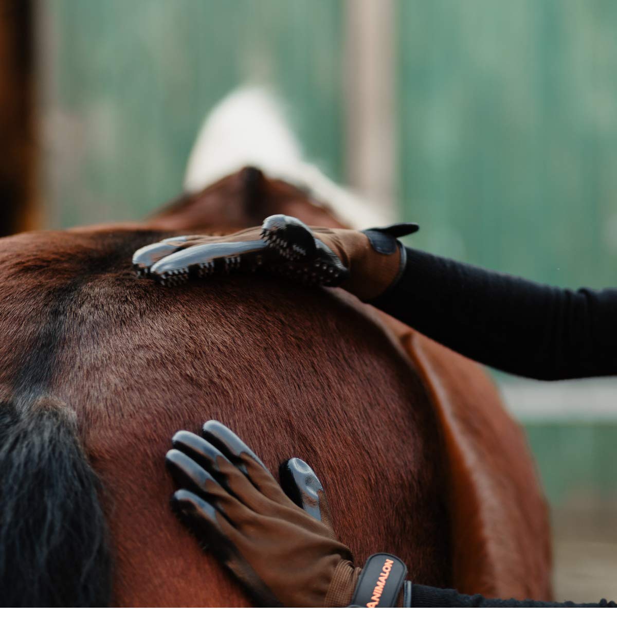 Animalon Fellpflege Handschuh aus Kautschuk (Doppelpack) | innovativer und praktischer Fellwechsel-helfer für Pferde und Hunde | Gummi-Striegel-Handschuh für Pferde besonders im Fellwechsel (M)