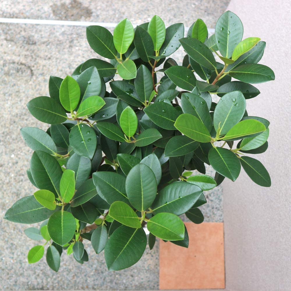 Amazon｜ITANSE フランスゴム 観葉植物 大型 8号プラスチック鉢