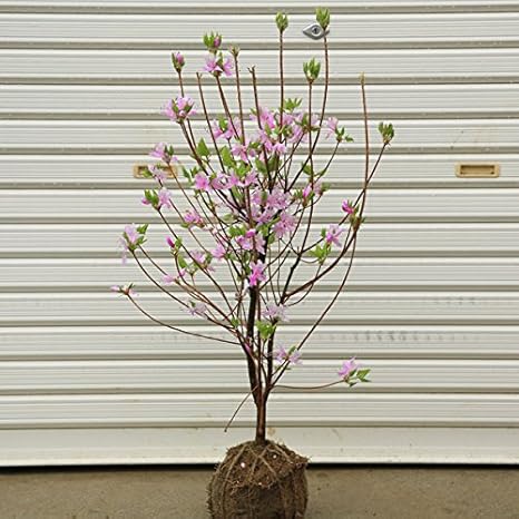 Amazon 庭木 ミツバツツジ 三つ葉つつじ ピンク花 佐川急便発送 植木 Amazon 庭木 ミツバツツジ 三つ葉つつじ ピンク花 佐川急便発送 植木