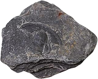 MUSISALY 1Pc Trilobite Fóssil Decorações Para Casa Brinquedos Oceano Playset Brinquedos Ferramenta De Ensino Espécime Fóssil Ferramenta Animal Brinquedos De Mesa Trilobite Fóssil Decoração