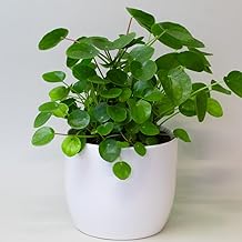 Chinese Money Plant – House Plants Indoor, Pepeormia Peperomiodes in 13cm Pot, Suitable as Office Desk Plant
