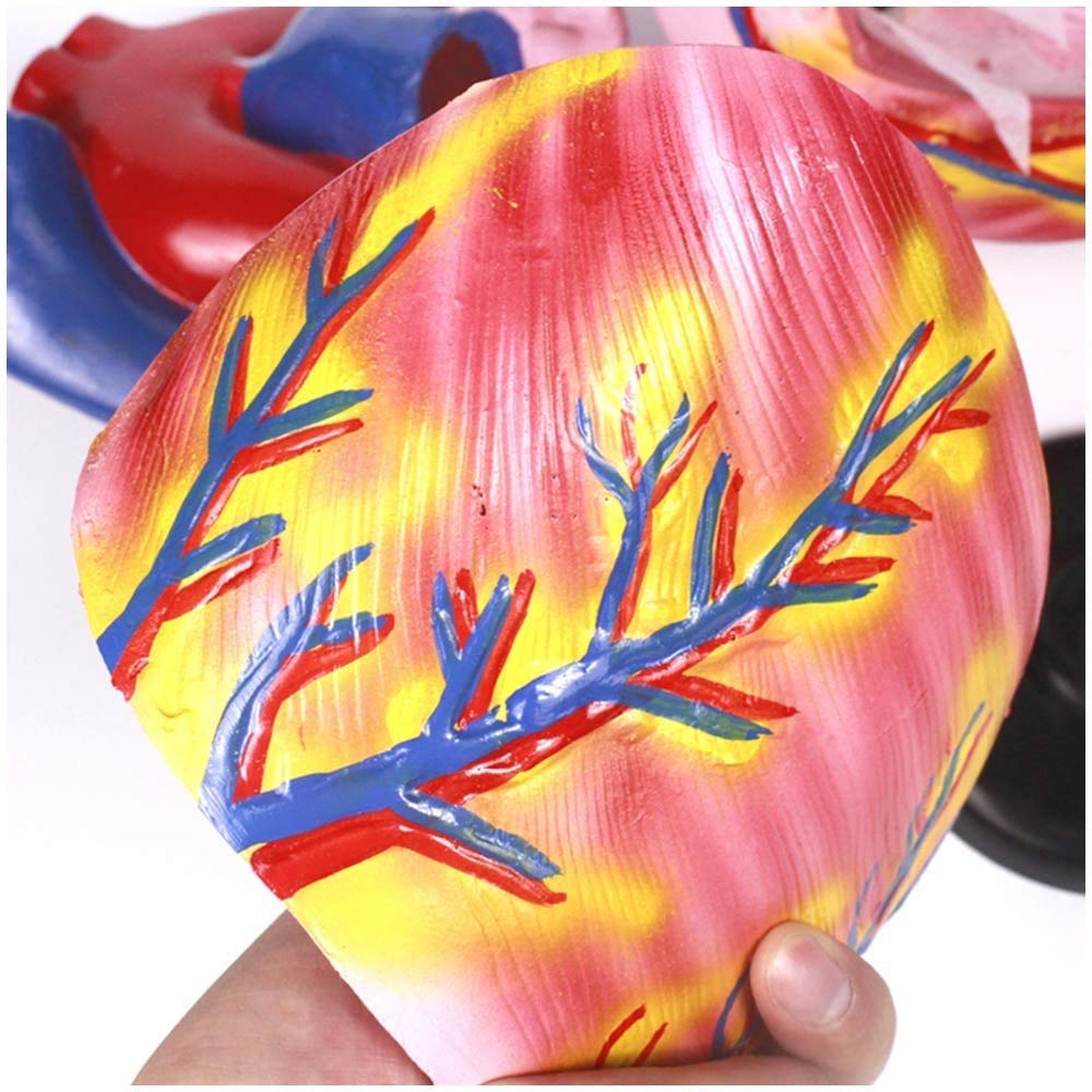 Coeur Modèle - 3 Fois Élargi Coeur Modèle - Modèle Coeur Humain Anatomical Médicale - Matériel PVC Modèle Anatomique D'Organes Humains - pour L'Affichage Étude Modèle
