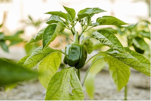 Miniatura 7 de Dr. Cowan's Garden Mezcla triple (Savory) Bolsa de repuesto de polvo vegetal orgánico, con zanahorias orgánicas, puerros orgánicos, acelgas