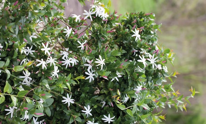 Miniatura 6 de Planta de jazmín viva de 5 a 7 pulgadas de estrella de jazmín para jardín perenne para interiores y exteriores