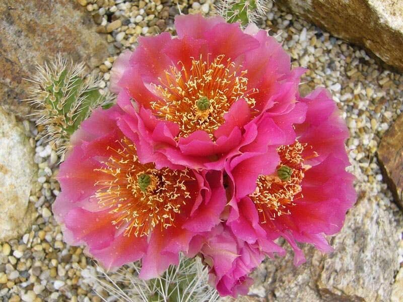 Amazon｜opuntia hystricina hannover オプンチア サボテン 多肉