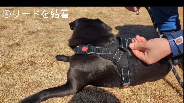 Amazon | Momo no Hana 犬 ハーネス リード セット 小型犬 ハーネス