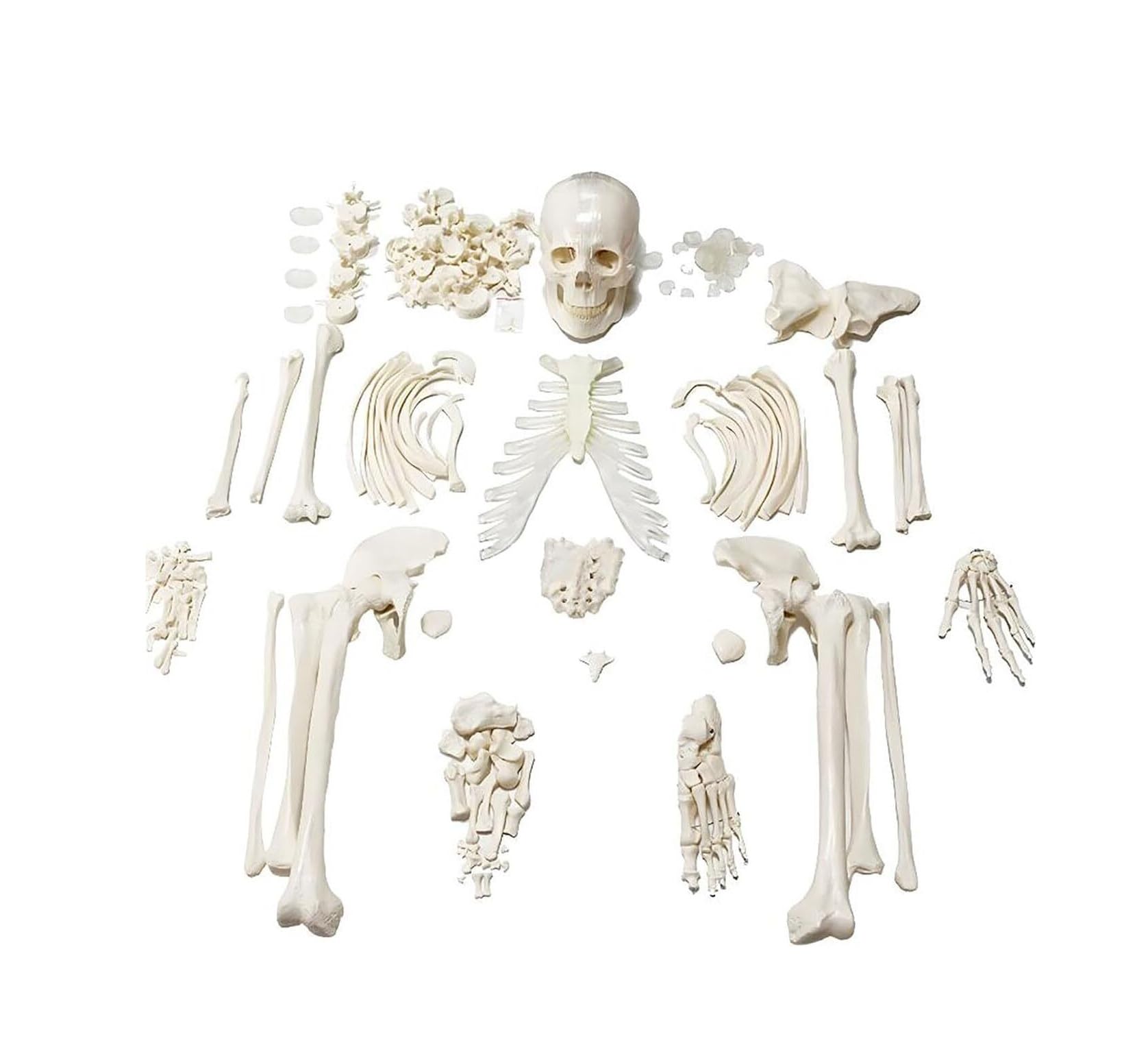 67-calowy model anatomiczny ludzkiego szkieletu w pełnym rozmiarze, kości przegubowe z PVC, 1 zestaw
