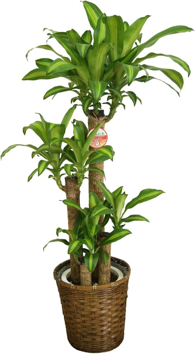 PSA9」宝石の睡蓮 日本語拡張foil 1枚 ホログラムに島マークあり