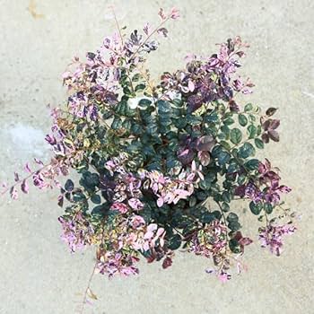 木花様 Cymbidium Kurenai no Kifujin