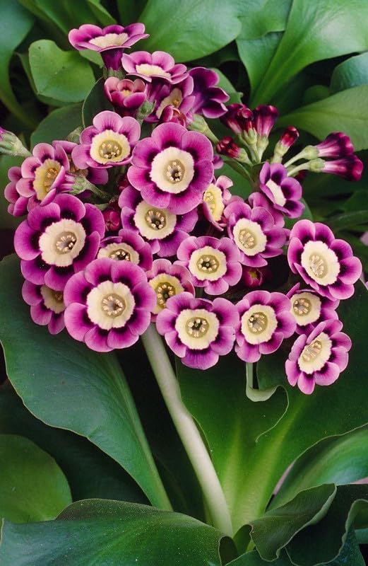 Oakwood Farms® Primula imported flowers seeds| pink Primula Flower seeds For Indoor/Outdoor home Gardening Pack of 40 seeds (B0CMX1GHJN) Amazon Price History, Amazon Price Tracker